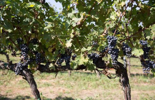 Agriturismo Gli Archi - Foto 66