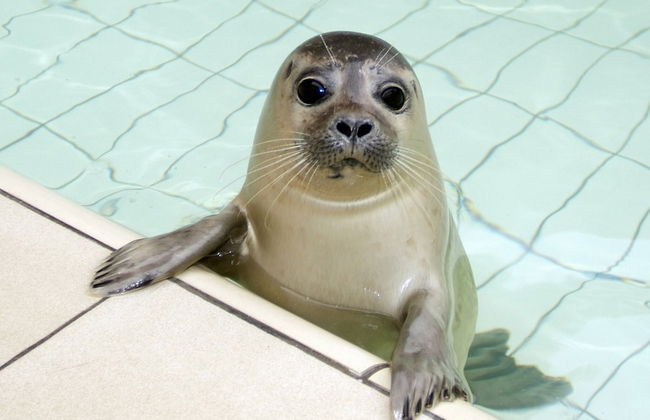 Holiday Home in De Koog Near the Sea - Photo 14