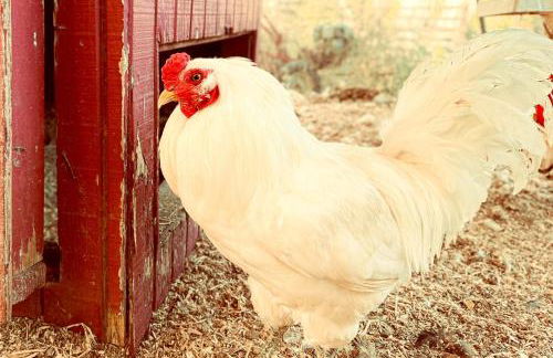 Pet Friendly Charming Cottage with Incredible Views and Hot-tub in Rainbow, California - Foto 23