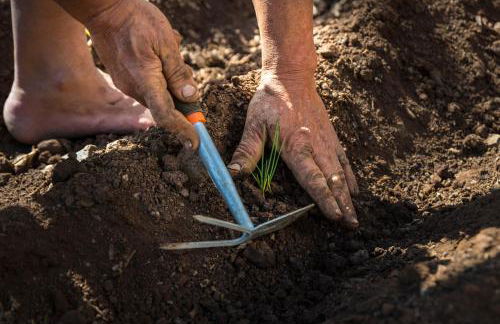 Banana Garden Suites - Foto 9