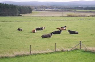 Ard Garraidh - Photo 34