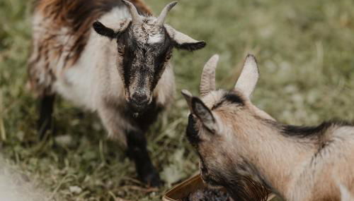 3 x bespoke built cabins with hot tubs, mid Wales - Foto 5