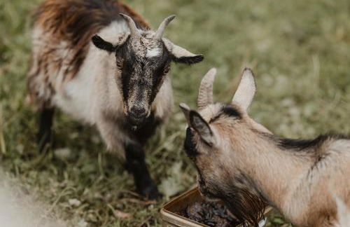 3 x bespoke built cabins with hot tubs, mid Wales - Foto 5