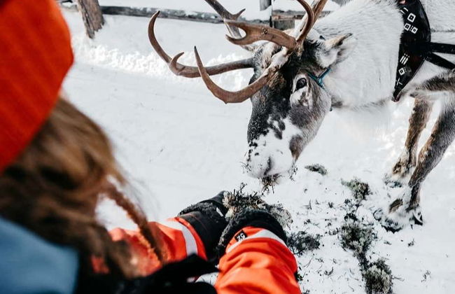 Visita a una granja de renos - Foto 1