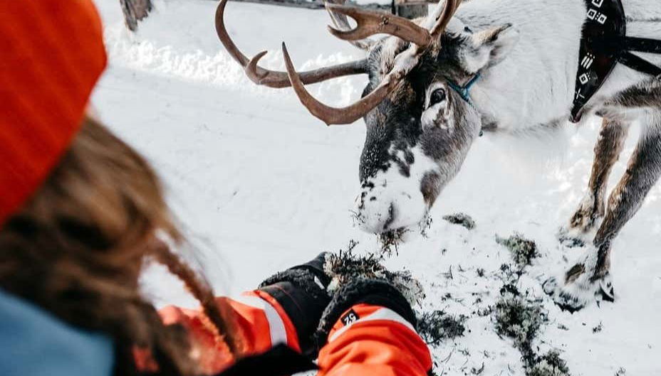Dando de comer a un reno
