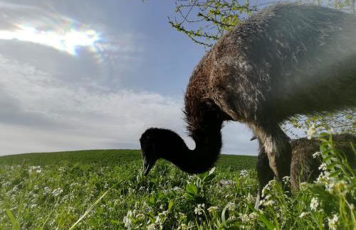 Agriturismo Il Riccio - Foto 23