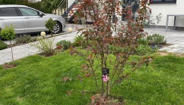 Chez Mimi - Photo 5, Garden