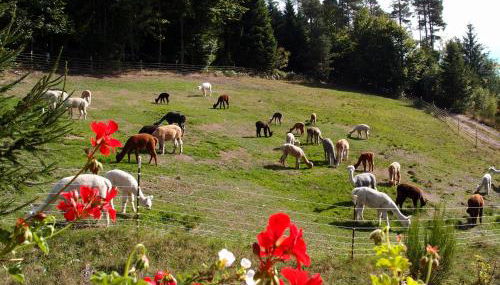 Alpaca-Village - Foto 5