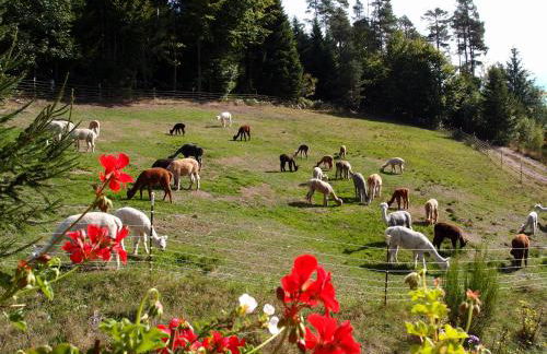 Alpaca-Village - Foto 5