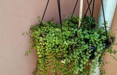 Riviera empreendimentos II - Foto 26