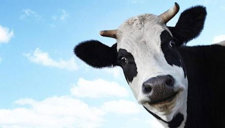 Kuh Blick Ferienhaus Sehestedt - Foto 3