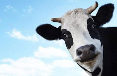 Kuh Blick Ferienhaus Sehestedt - Photo 3