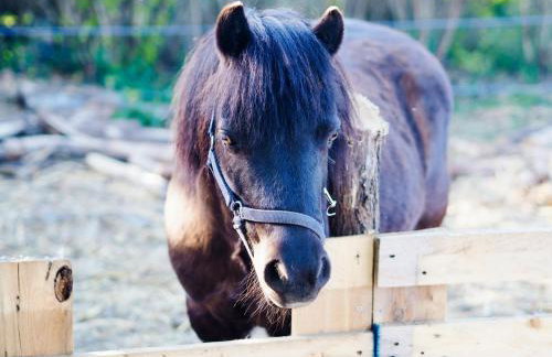Siedlisko Słoneczny Jar - Foto 22