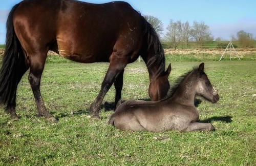 Agriturismo Adriano Pedretti - Foto 58