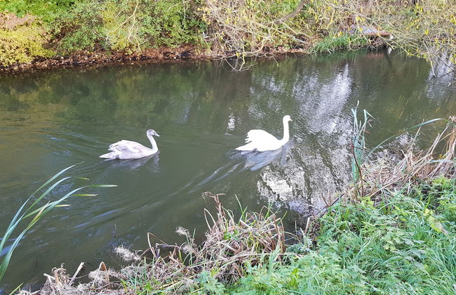 Chatterley House - Foto 51