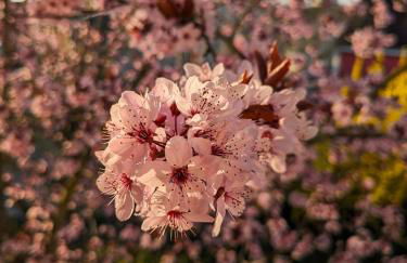 limonvélo - Foto 23