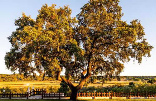 MONTE DA RAPOSINHA Enoturismo, Montargil - Foto 48