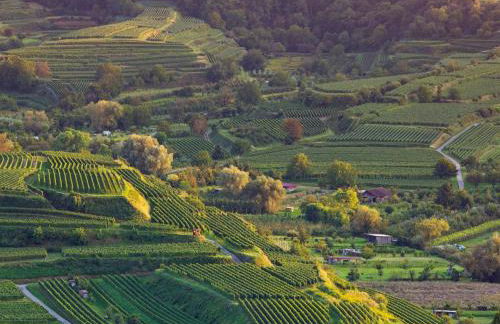 Winzerhof Henkenberg - Foto 13