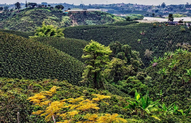Tour delle piantagioni di caffè del Quindío - Foto 2