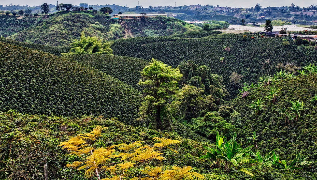 Visite des plantations de café de Quindío