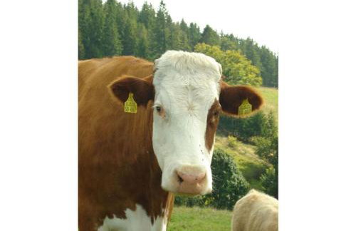 Holiday Apartment Schupp - Foto 71