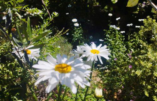 Olive Lemon Biophilic House & Lush Forest Garden - Foto 30