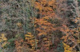 Ca la Pauleta - Foto 68