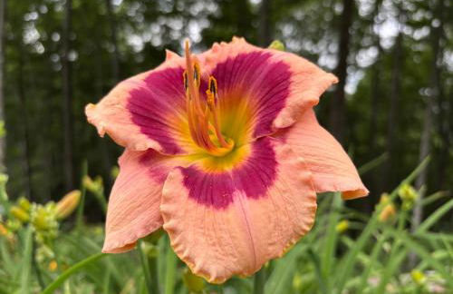 Charming Cabin with Incredible Mountain Views - Foto 37