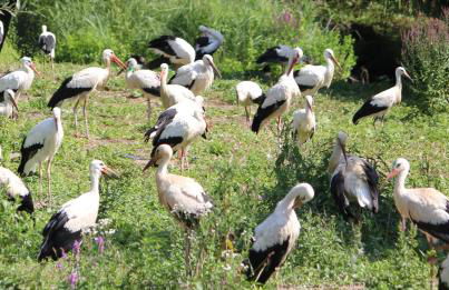 Gite des 5 cigognes rouge - Foto 16