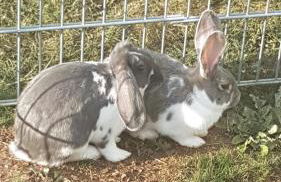 Ferienwohnung FERRUM - Foto 27