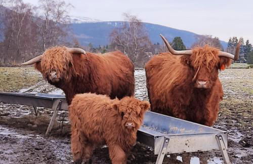 The Cabin at No 45 - Foto 13