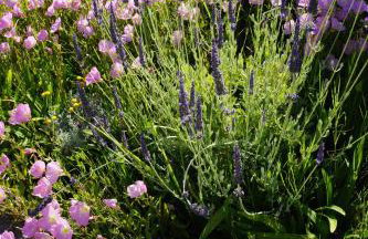 Villa Pefka - Foto 21