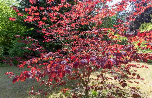 Ferienhaus Krohse - Foto 20
