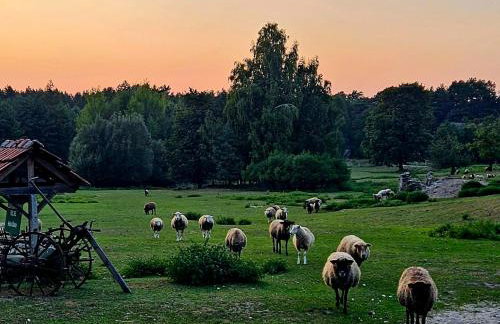 Agroturystyka Stara Huta - Domek Boho - Foto 7