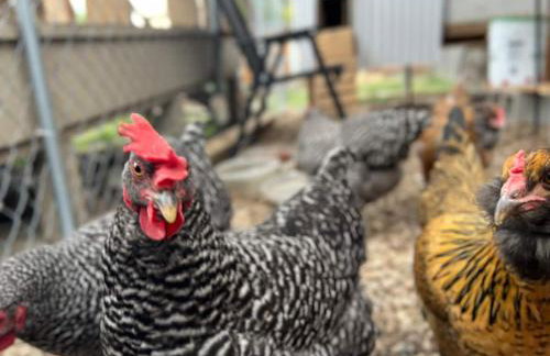 The Cowboy Corral - Foto 41