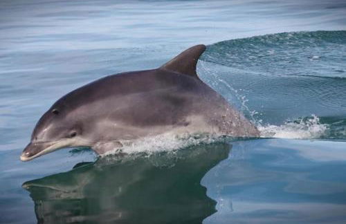 La Maison des Dunes - Foto 24
