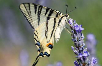 Stone Villa Marjan - Photo 64