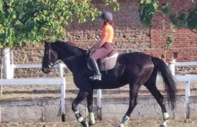 ESCUS HORSES - Foto 18