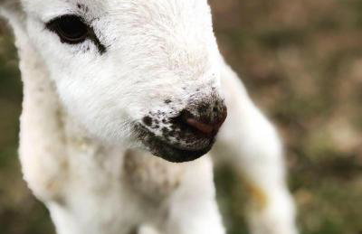 Skeabost View Pods Skye - Foto 56