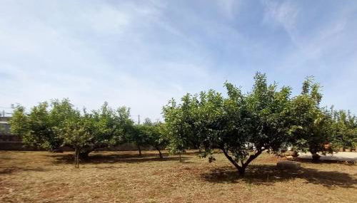 Villa Eagle - Foto 5, Garden, Garden view