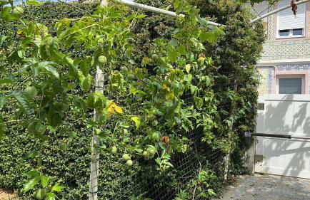 Citrus Tree House, private pool and garden. - Foto 49