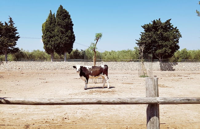 Masseria Prosperi - Photo 49