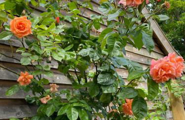 Mustard Pot Cottage - Foto 7