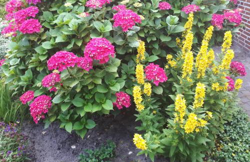 Familienurlaub in Ostfriesland für max 7 Pers in 2 Wohnungen, auch Einzeln Wohnungen - Photo 47