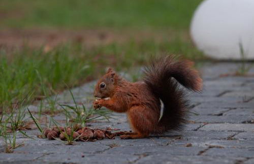 Ferienhaus Max mit Sauna - Photo 10