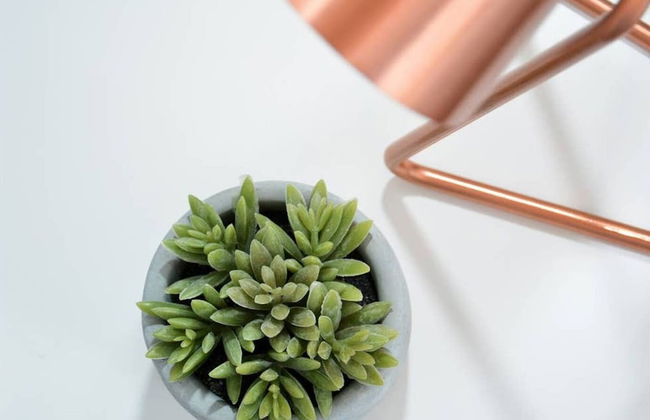 Maple House Bristol - Foto 16