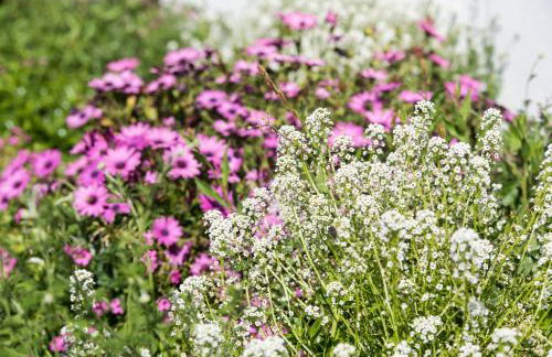 Olive Garden Villas and Apartments - Foto 63