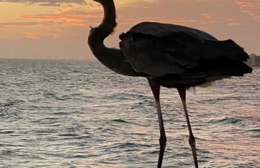 Sunset Harbor Palms 1-205, pool, fishing pier 2 guests - Foto 56