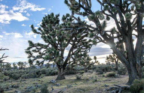 Grand Canyon Western Ranch - Foto 46