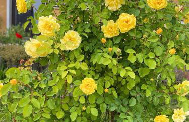 Ferienwohnung Cäcilie - Foto 8